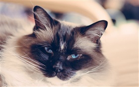 Голубые глаза кот лицо, усы HD обои