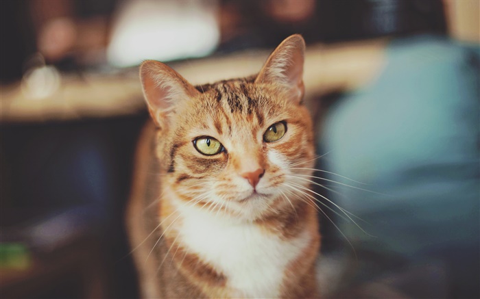 Коричневый цвет кошки, желтые глаза обои,s изображение