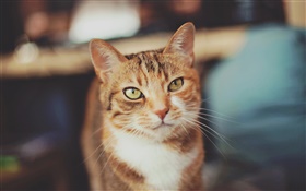 Коричневый цвет кошки, желтые глаза