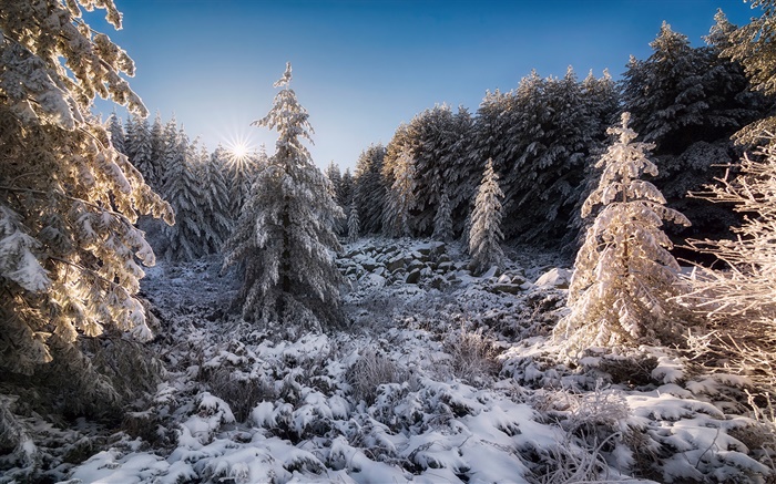 Болгария, лес, деревья, снег, закат, зима обои,s изображение