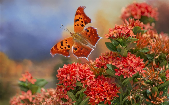Бабочка и красные цветы обои,s изображение