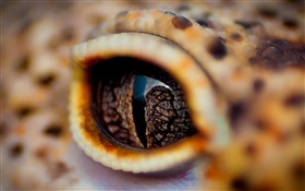 Крокодил глаза крупным планом, веко