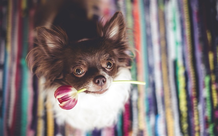 Симпатичные собаки кусают тюльпана цветок обои,s изображение