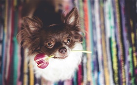 Симпатичные собаки кусают тюльпана цветок HD обои