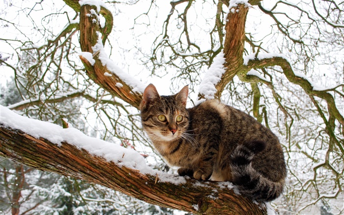 Домашняя кошка, дерево, снег, зима обои,s изображение