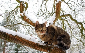 Домашняя кошка, дерево, снег, зима HD обои