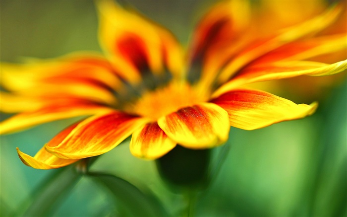 Цветок макросъемки, желтые оранжевые лепестки, размытия фона обои,s изображение