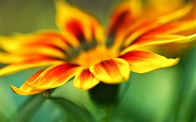 Цветок макросъемки, желтые оранжевые лепестки, размытия фона