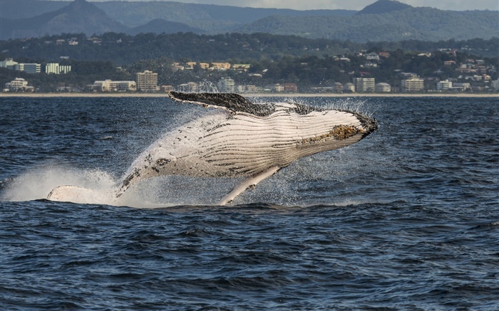 Gold Coast, Queensland, Австралия, Коралловое море, Горбатый кит прыжок обои,s изображение
