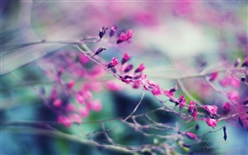 Туманные фиолетовые цветы