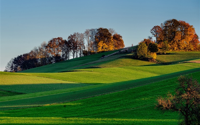 Хиллз, склон, трава, поле, деревья, тень обои,s изображение
