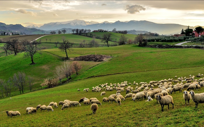 Италия, Кампания, холмы, трава, деревья, овцы, стадо обои,s изображение