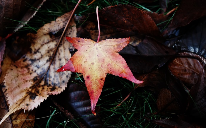 Кленовый лист, падая, осень обои,s изображение