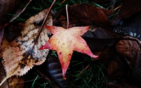 Кленовый лист, падая, осень