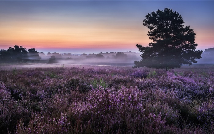 Утро, поля, деревья, цветы, туман обои,s изображение