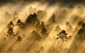 Утром лес, деревья, туман, свет, солнечные лучи