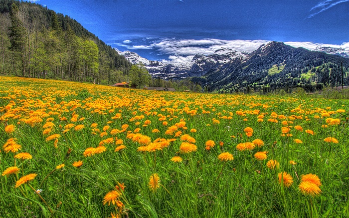 Горы, желтого цветов, склон, деревья, облака обои,s изображение