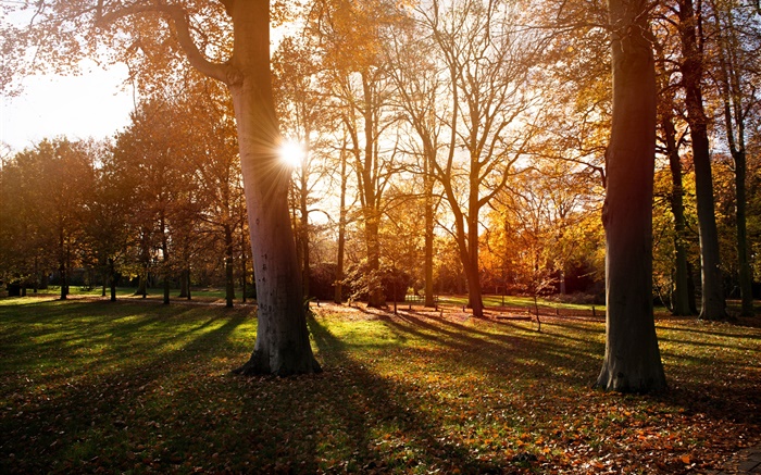 Парк, деревья, закат, осень, тень обои,s изображение