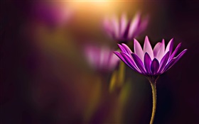 Фиолетовый цветок крупным планом, боке