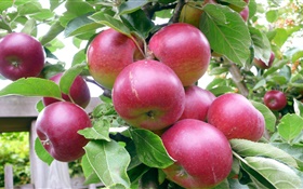 Красные яблоки, дерево, зеленые листья, лето, урожай