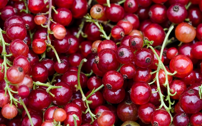 Красные ягоды, кислые фрукты обои,s изображение
