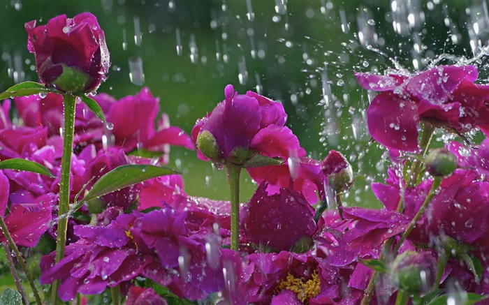 Красные цветы в дожде, капли воды обои,s изображение