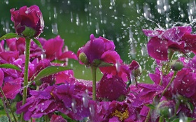 Красные цветы в дожде, капли воды HD обои