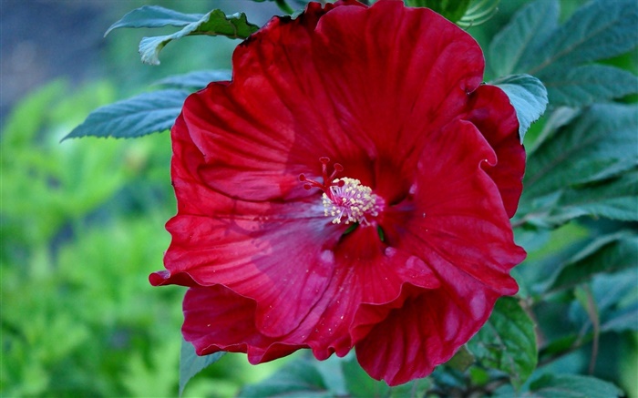 Красный цветок гибискуса, Китае вырос обои,s изображение