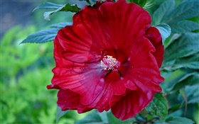 Красный цветок гибискуса, Китае вырос HD обои