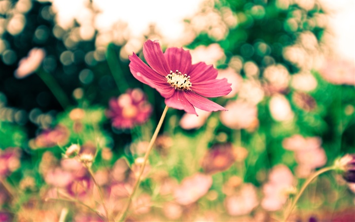 Красный kosmeya цветок, боке обои,s изображение
