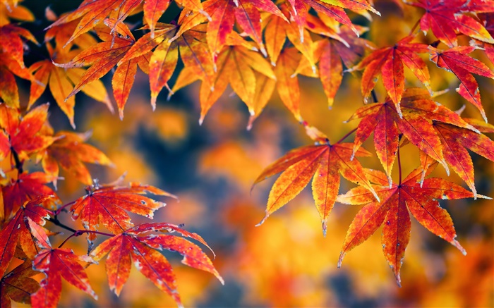 Красные листья клена, осень, боке обои,s изображение