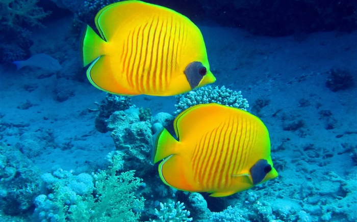 Тропические рыбы, подводный, желтый коралловый риф рыба обои,s изображение