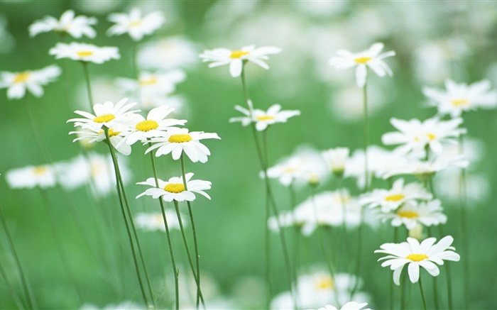 Белые ромашки, цветы, зеленый фон обои,s изображение