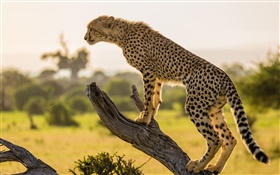 Африка, гепарды вид сбоку, дерево
