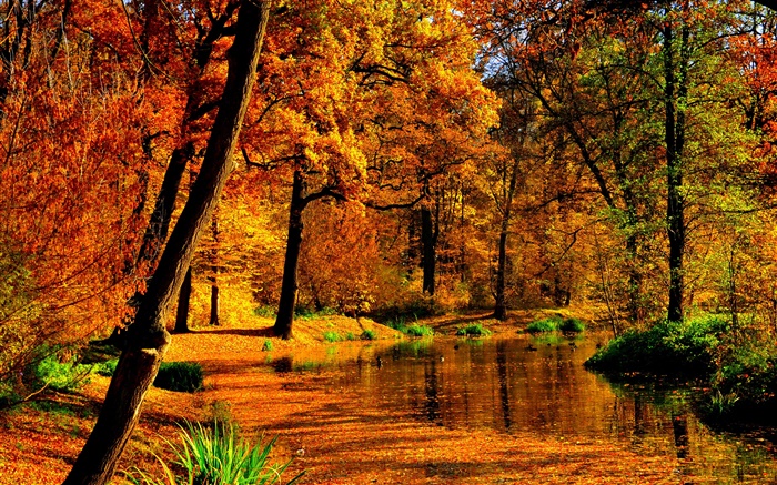 Осень, пруд, вода, желтые листья, деревья обои,s изображение