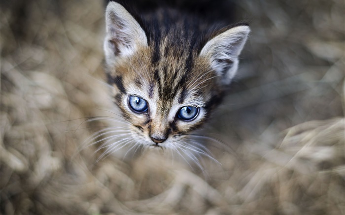 Голубые глаза котенка, лицо, боке обои,s изображение