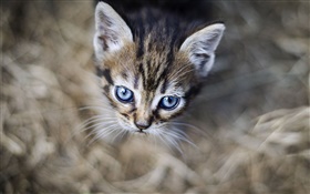 Голубые глаза котенка, лицо, боке HD обои