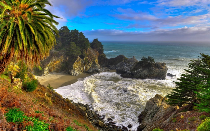 Калифорния, США, Пальма, берег, море, деревья обои,s изображение
