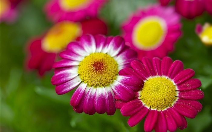 Ромашка, розовые цветы, боке обои,s изображение