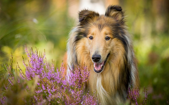 Симпатичные колли, собака, цветы обои,s изображение
