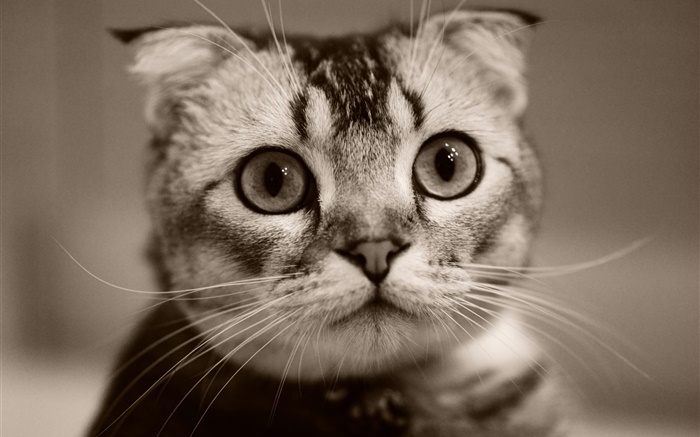 Милый котенок лицо, боке обои,s изображение