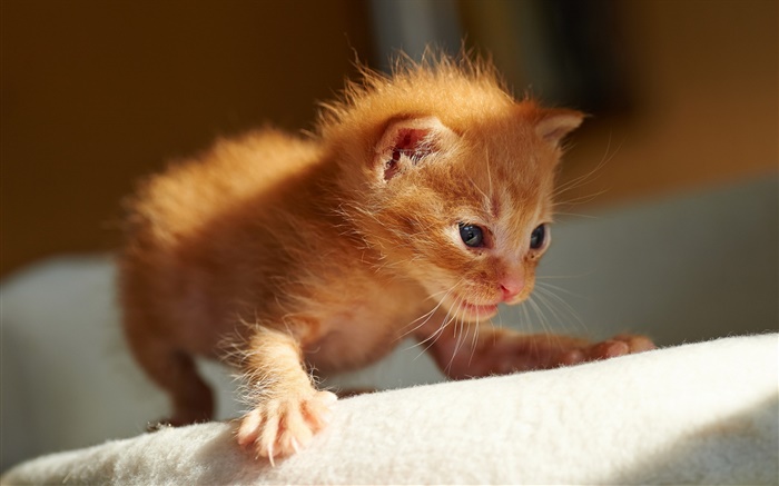 Милый маленький котенок, первые шаги обои,s изображение