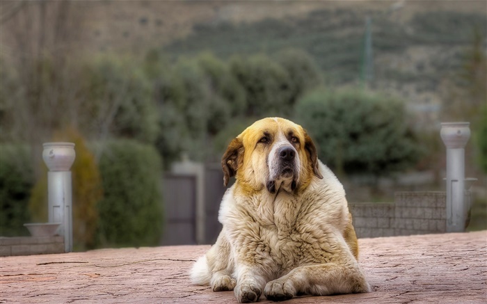 Собака вид спереди, отдых обои,s изображение