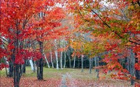 Лес, деревья, красные листья, осень, путь
