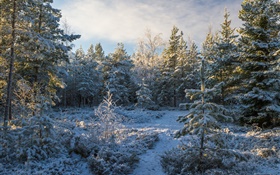 Лес, деревья, снег, зима