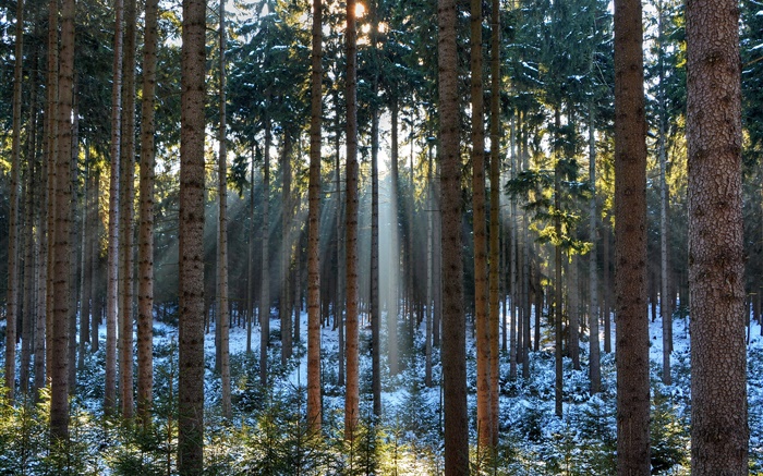 Лес, деревья, зима, снег, солнечные лучи обои,s изображение