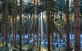Лес, деревья, зима, снег, солнечные лучи HD обои