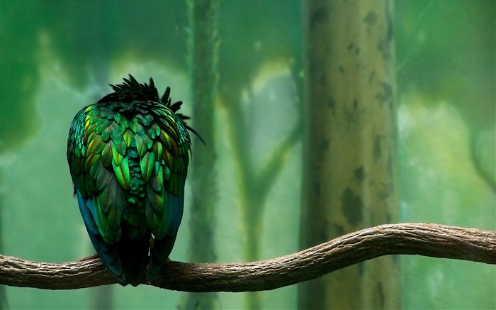 Зеленые перья высоты птичьего сзади обои,s изображение