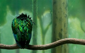 Зеленые перья высоты птичьего сзади