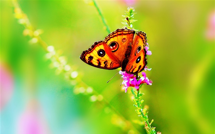 Насекомые крупным планом, бабочки, цветы, лето обои,s изображение